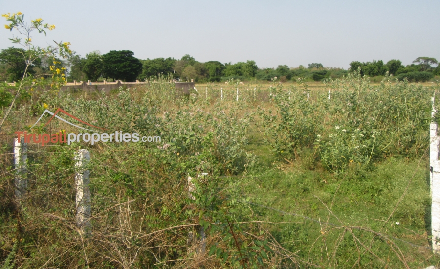 158 Anks West Facing #CommercialLand for Sale Near Nennoor, #Tirupati